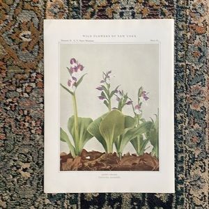 🖤5/$25 Botanical Plant Print Original 100 years old Vintage orchid flower